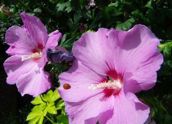 2-august-no-6-resize