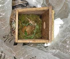dormouse-nest-in-box