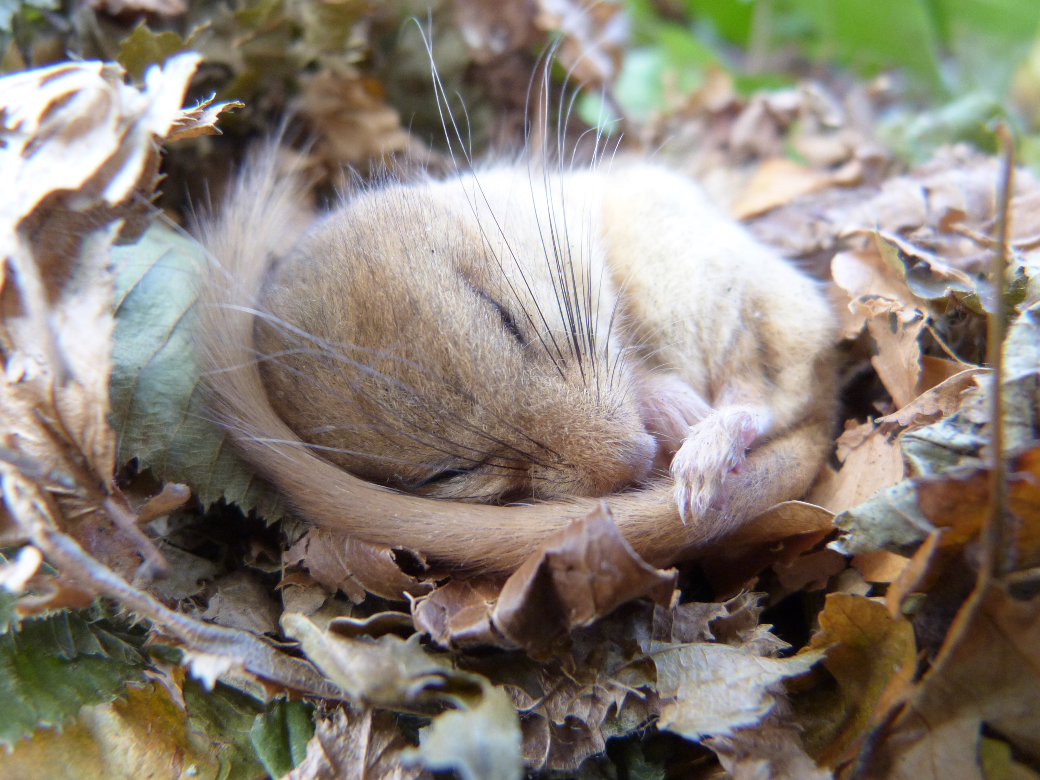 dormouse-sleeping