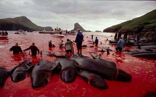 Faroe whale slaughter