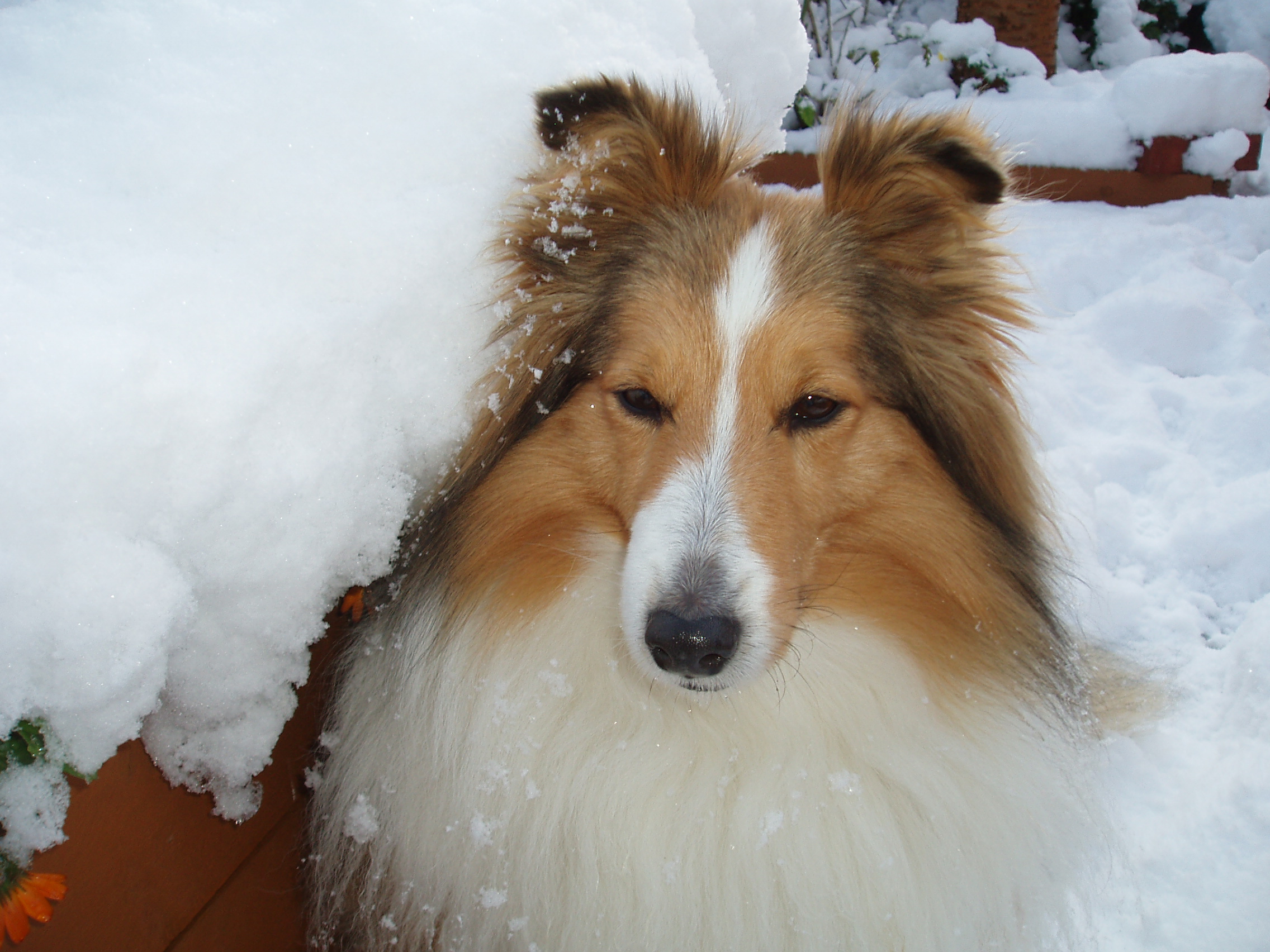 OLYMPUS DIGITAL CAMERA