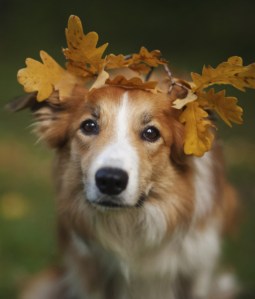 leaf crown
