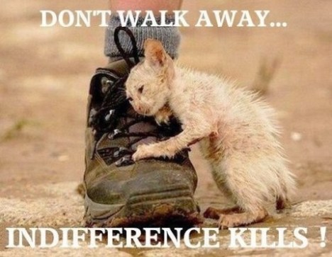 victoriesforanimals2