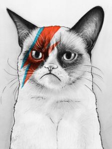 ziggy cat