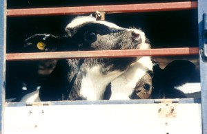 ts_transport_calf8_copyright-rosemary-catford-sl060ts