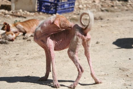 galgos1