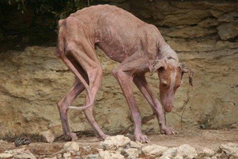 galgos5