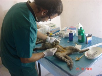 turkey-vet-sterilise