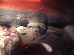 ceec-2002-3-trans-invest_hu-lambs-7-no-headroom2