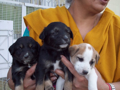 delhi-pups2
