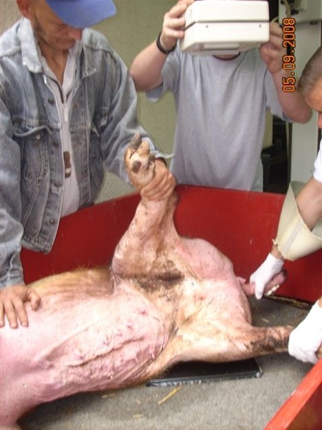 klementina1 klementina1