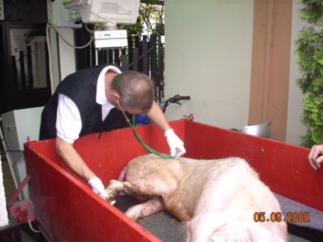 klementina31 klementina31