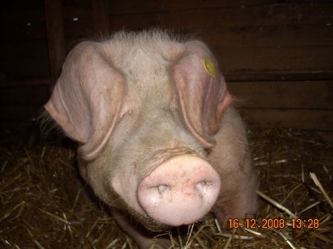 klementina4 klementina4