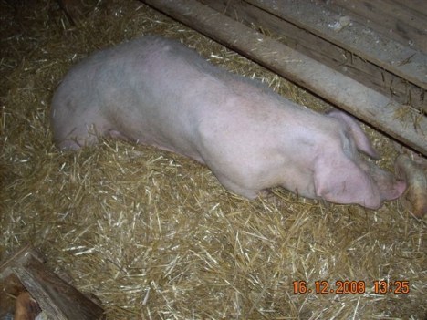 klementina5 klementina5