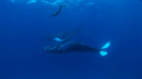 World Champion Freediver Mandy-Rae Cruickshank and Humpback Whal