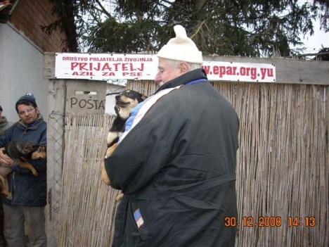 four-dogs-from-belgrade four-dogs-from-belgrade