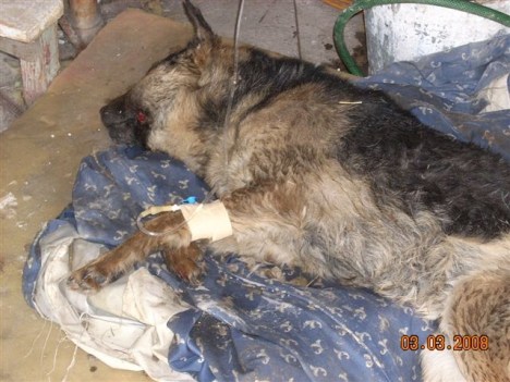 perica-at-shelter-day-1 perica-at-shelter-day-1