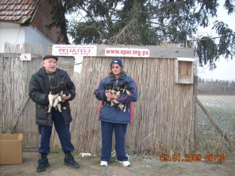 puppies-at-shelter puppies-at-shelter