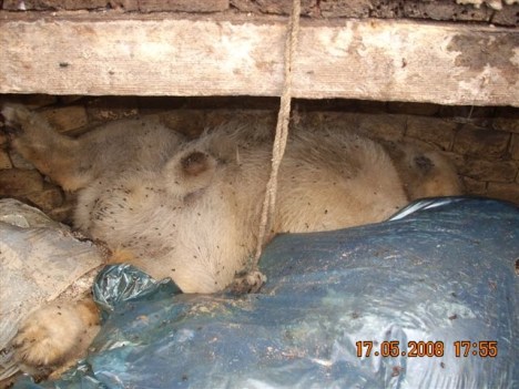 subotica-2 subotica-2