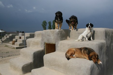 arka-no-kill-shelter-in-brcko