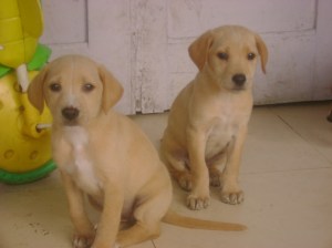 molly_and_her_pups_0201