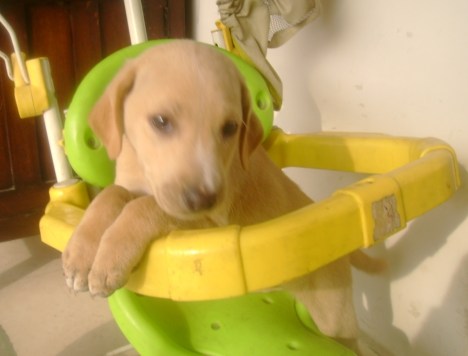 molly_and_her_pups_024