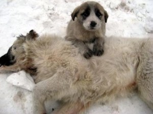 turkey-freeze-1 turkey-freeze-1