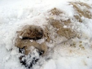 turkey-freeze-2 turkey-freeze-2