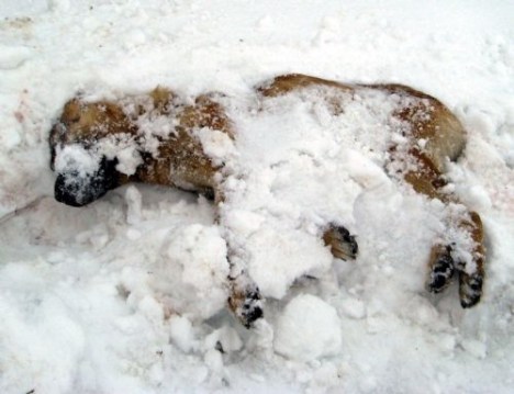 turkey-freeze-3 turkey-freeze-3