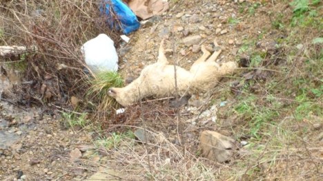 turkey-yeni-1 turkey-yeni-1