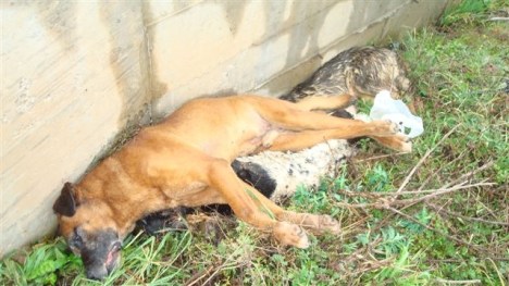 turkey-yeni-2 turkey-yeni-2