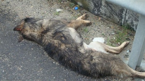 turkey-yeni-3 turkey-yeni-3