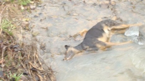 turkey-yeni-4 turkey-yeni-4