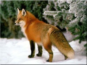 red_fox2