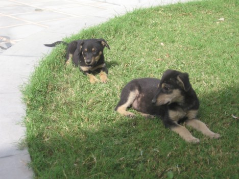 stray-pups1 stray-pups1