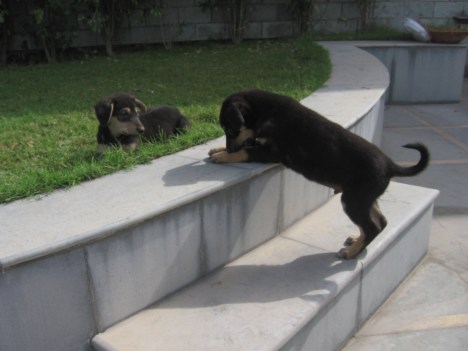 stray-pups2 stray-pups2