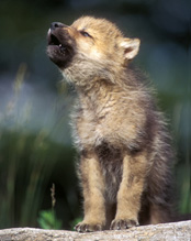 wolfpuphowl1741 wolfpuphowl1741