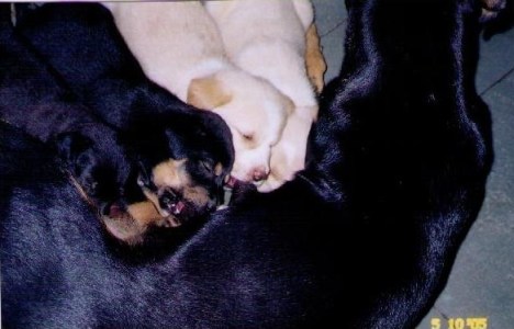 cola-and-babies-nursing