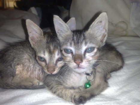 mumbai-cats mumbai-cats