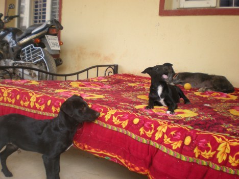 Benzie, Mouli & Dolly Benzie, Mouli & Dolly