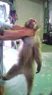 japanabusers japanabusers