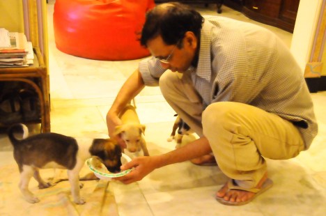 dinner time with beagu,dolly, ronnie