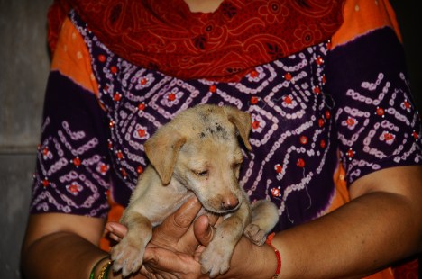 dolly preparing for bath
