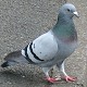 Pigeon
