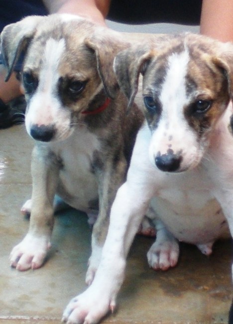 DON_&_BOXER DON_&_BOXER