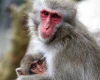 primates_macaques