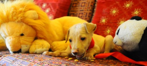 snoopy with mr. lion& mr. panda