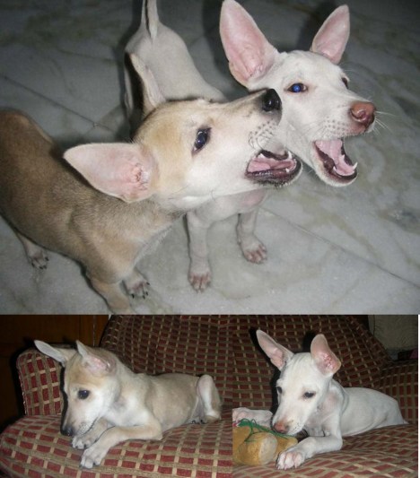 tara and pixie tara and pixie