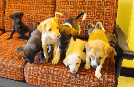 The Seven Musketeers!