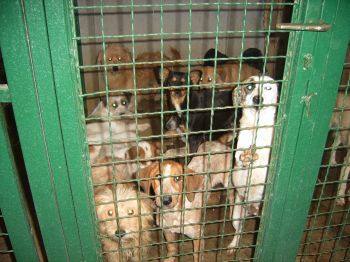 Balkans dogs Balkans dogs